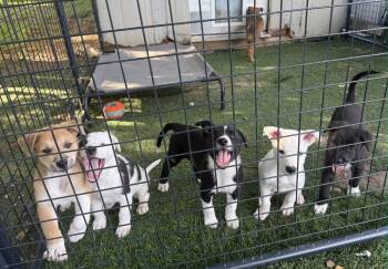 RHETT -  Border Collie and German Shepherd Dog Dog Available for Adoption in Sebec, Maine - RHETT | PetCurious