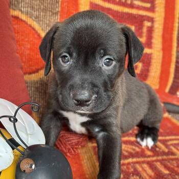 Justice Pup - Judge -  Labrador Retriever and Terrier Dog for Adoption in San Diego, California - Justice Pup - Judge | PetCurious