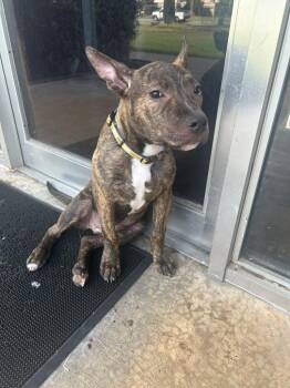 Pit Bull Terrier Dogs Available for Adoption in Little Rock, Arkansas - Reesie | PetCurious