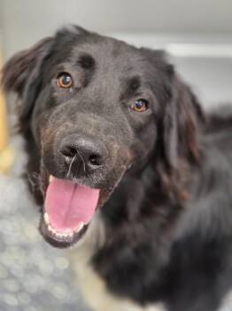Toby -  Newfoundland Dog and Mixed Breed Dog for Adoption in Carthage, Missouri - Toby | PetCurious