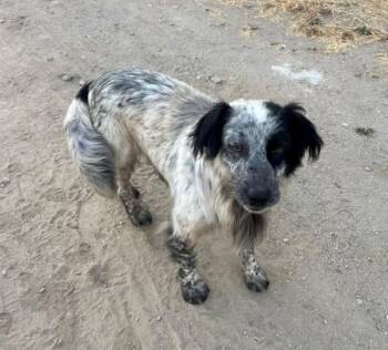 Rescue Border Collie and Australian Cattle Dog Blue Heeler Dogs for Adoption in Lake Forest, California - Chip | PetCurious
