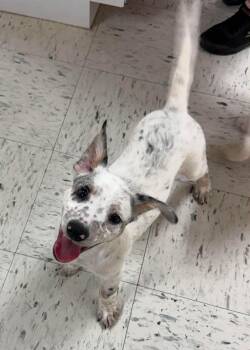 Will -  Mixed Breed Dog for Adoption in Northwood, New Hampshire - Will | PetCurious