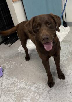 Labrador Retriever Dogs Available for Adoption in Salt Lake City, Utah - *Comrade* | PetCurious