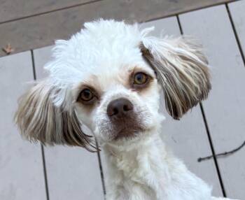 Teddy -  Shih Poo Dog for Adoption in Paramus, New Jersey - Teddy | PetCurious