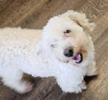 Poodle Dogs Available for Adoption in Santa Rosa, California - Luna | PetCurious
