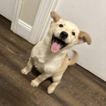 Prada -  Husky Dog Available for Adoption in Daphne, Alabama - Prada | PetCurious