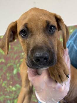 Shepherd and Mixed Breed Dogs Available for Adoption in San Antonio, Texas - Denim | PetCurious