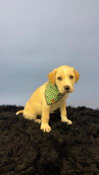 Minho -  Terrier and Labrador Retriever Dog for Adoption in Phoenix, Arizona - Minho | PetCurious