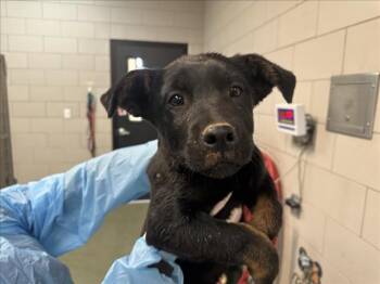 Mixed Breed Dogs Available for Adoption in Santa Fe, New Mexico - MONIQUE | PetCurious