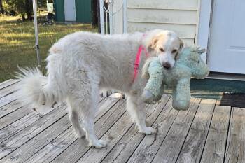 Rescue Great Pyrenees Dogs for Adoption in Bowie, Texas - Maeve (Courtesty Post) | PetCurious
