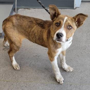 Mixed Breed Dogs Available for Adoption in Las Cruces, New Mexico - 105795 | PetCurious