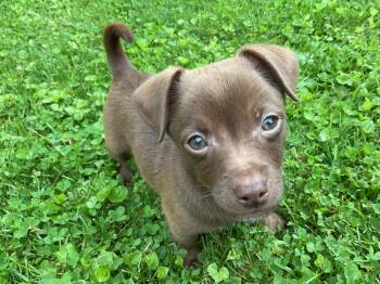 Winston -  Chihuahua and Australian Shepherd Dog for Adoption in Fort Wayne, Indiana - Winston | PetCurious