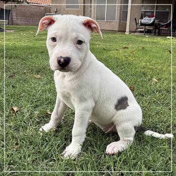 Ginger Gold -  Pit Bull Terrier Dog for Adoption in Chandler, Arizona - Ginger Gold | PetCurious
