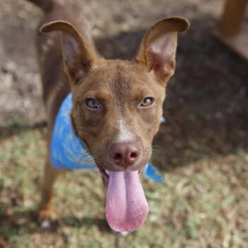 STANLEY -  American Staffordshire Terrier Dog for Adoption in San Antonio, Texas - STANLEY | PetCurious