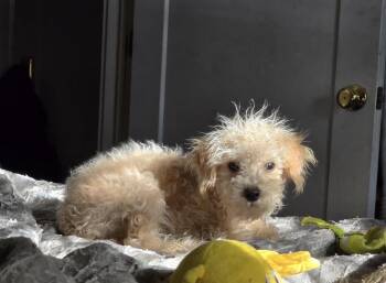 Fred -  Schnoodle Dog Available for Adoption in Semmes, Alabama - Fred | PetCurious