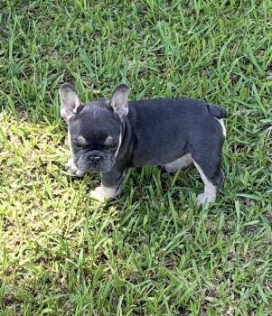 Rose -  French Bulldog Dog for Sale in Rayne, Louisiana - Rose | PetCurious
