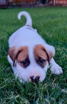 Rick Devens -  Great Pyrenees and Anatolian Shepherd Dog for Adoption in Kiowa, Oklahoma - Rick Devens | PetCurious