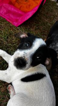 Rescue English Pointer and Australian Cattle Dog Blue Heeler Dogs for Adoption in Gilbert, Arizona - Teto | PetCurious