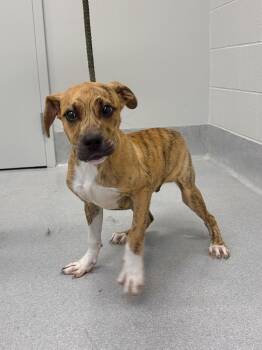 Pit Bull Terrier and Mixed Breed Dogs Available for Adoption in Chillicothe, Ohio - Matt Damon | PetCurious