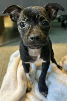 Chrissy -  Chihuahua Dog for Adoption in Detroit, Michigan - Chrissy | PetCurious