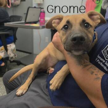 Gnome -  Shepherd and Mixed Breed Dog for Adoption in Parkersburg, West Virginia - Gnome | PetCurious