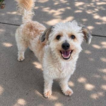 Ellis -  Poodle and Mixed Breed Dog for Adoption in Merriam, Kansas - Ellis | PetCurious