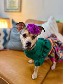 Chihuahua and Jack Russell Terrier Dogs Available for Adoption in Friendswood, Texas - Pixie Pocket Lady | PetCurious