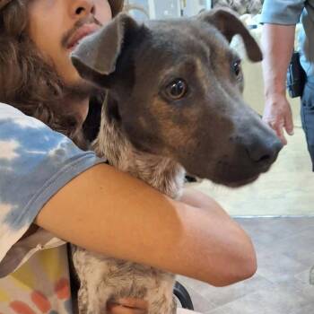 Dawson -  Mixed Breed Dog for Adoption in Boaz, Alabama - Dawson | PetCurious