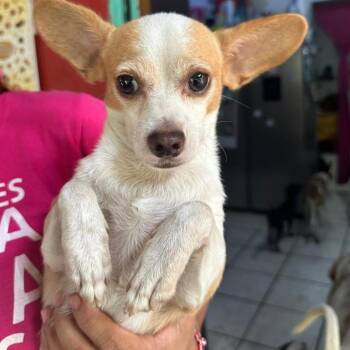 Bruno -  Chihuahua Dog for Adoption in Ramona, California - Bruno | PetCurious