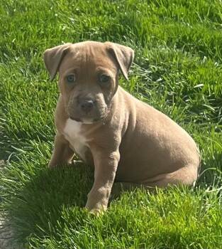 Pit Bull Terrier Dogs Available for Adoption in Parma Heights, Ohio - Bex | PetCurious