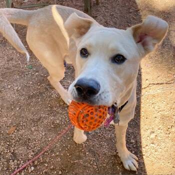 Great Dane and Labrador Retriever Dogs Available for Adoption in Austin, Texas - Watson | PetCurious
