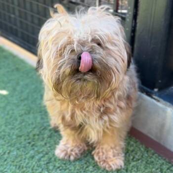 Shih Tzu Dogs Available for Adoption - Bebe A2261005 | PetCurious