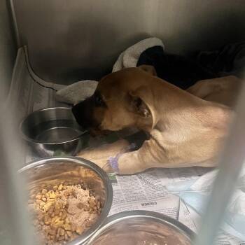 Mixed Breed Dogs Available for Adoption in Charleston, West Virginia - Jack | PetCurious