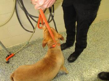 Lady Bird -  Hound Dog for Adoption in Nicholasville, Kentucky - Lady Bird | PetCurious