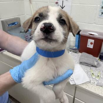 CT Brazil -  Mixed Breed Dog for Adoption in Stormville, New York - CT Brazil | PetCurious