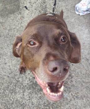 Chase 14 -  Chocolate Labrador Retriever Dog for Adoption in Killingworth, Connecticut - Chase 14 | PetCurious