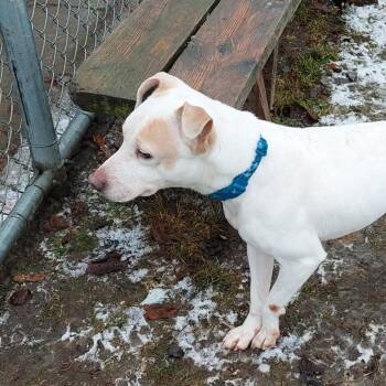 Ziggy -  Jack Russell Terrier and Mixed Breed Dog for Adoption in Spokane, Washington - Ziggy | PetCurious