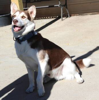 Rescue Husky Dogs for Adoption in Huron, South Dakota - Koby Bear | PetCurious