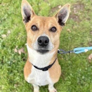 Mixed Breed Dogs Available for Adoption - Jose | PetCurious