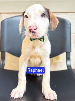 ML Raphael aka Timber -  Hound and Mixed Breed Dog for Adoption in Warrenton, Missouri - ML Raphael Aka Timber | PetCurious