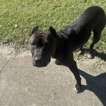 Lucian -  Cane Corso and Pit Bull Terrier Dog for Adoption in East St. Louis, Illinois - Lucian | PetCurious