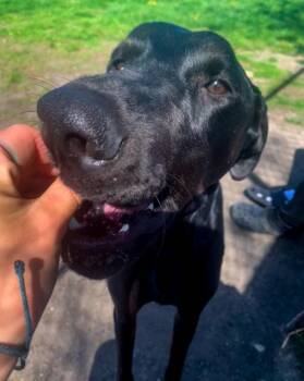 Doberman Pinscher Dogs Available for Adoption in Des Moines, Iowa - Nike | PetCurious