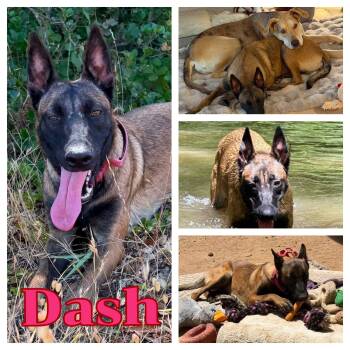 Dash -  Belgian Shepherd Malinois Dog for Adoption in Hollister, California - Dash | PetCurious