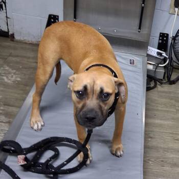 Yautija -  Mixed Breed Dog for Adoption in Summerville, South Carolina - Yautija | PetCurious