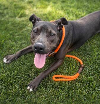 Pit Bull Terrier Dogs Available for Adoption in Wooster, Ohio - Aztec | PetCurious