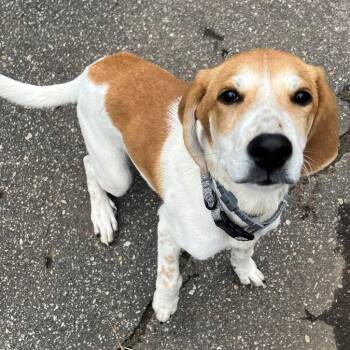 Chap -  Mixed Breed Dog for Adoption in Asheville, North Carolina - Chap | PetCurious