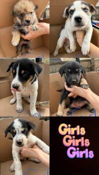 Ms.Queen Lola -  Australian Cattle Dog Blue Heeler and Beagle Dog for Adoption in Haslet, Texas - Ms.Queen Lola | PetCurious