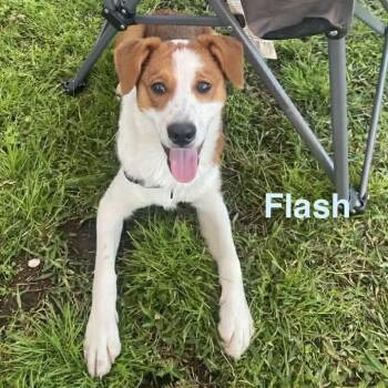 Border Collie and Hound Dogs Available for Adoption - FLASH | PetCurious