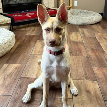 Journey -  Shepherd and Husky Dog for Adoption in Boerne, Texas - Journey | PetCurious