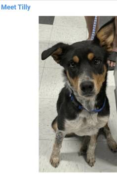 Tilly -  Australian Cattle Dog Blue Heeler Dog for Adoption in Salt Lake City, Utah - Tilly | PetCurious